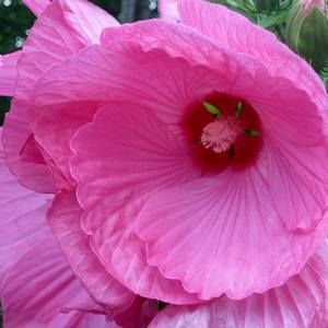 Meet your Posher, Beverly